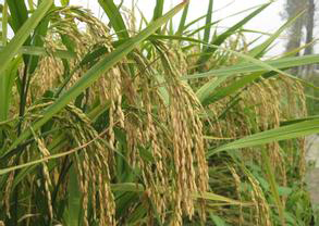 2014��߿���W(xu��)���W(xu��)���T����I(y��)��W(xu��)����������W(xu��)